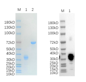 Reducing 4%-20% SDS-PAGE (CBB stained) and WB (Anti-His Mouse Monoclonal antibody) analysis profiles of purified TRADD.
1. TRADD: 1 μg
2. BSA: 1 μg